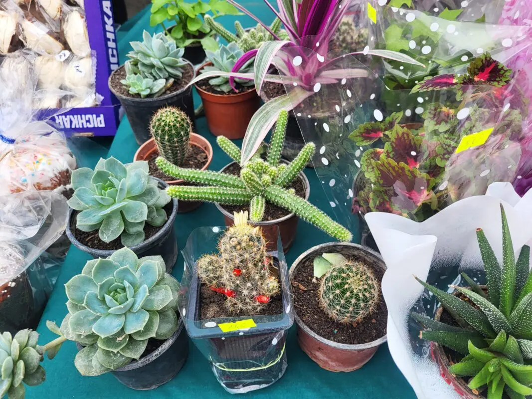 Ковель: Великодній ярмарок зібрав майже 192 тис. грн для ЗСУ