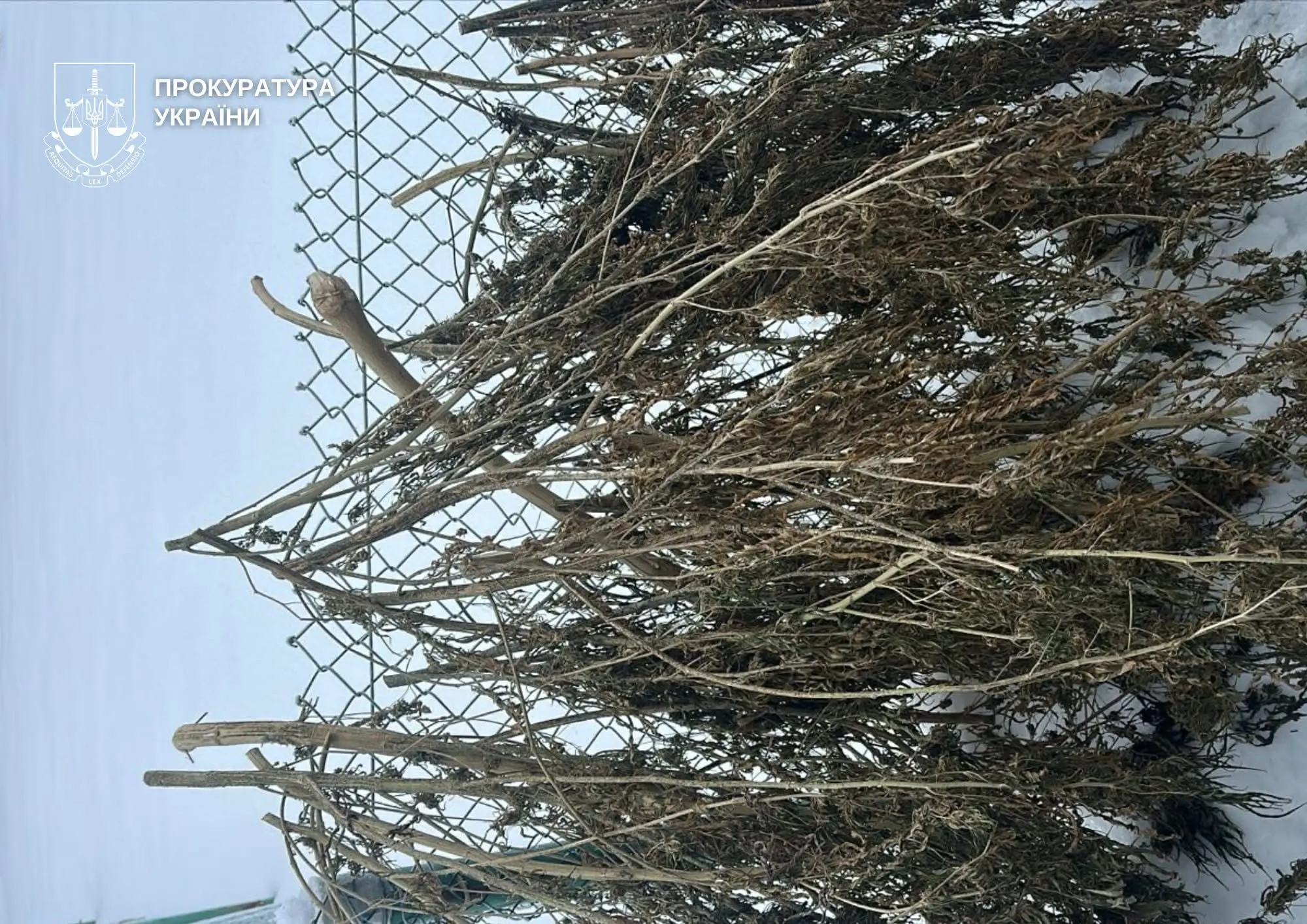 Ковельські прокурори скерували до суду справу про збут канабісу