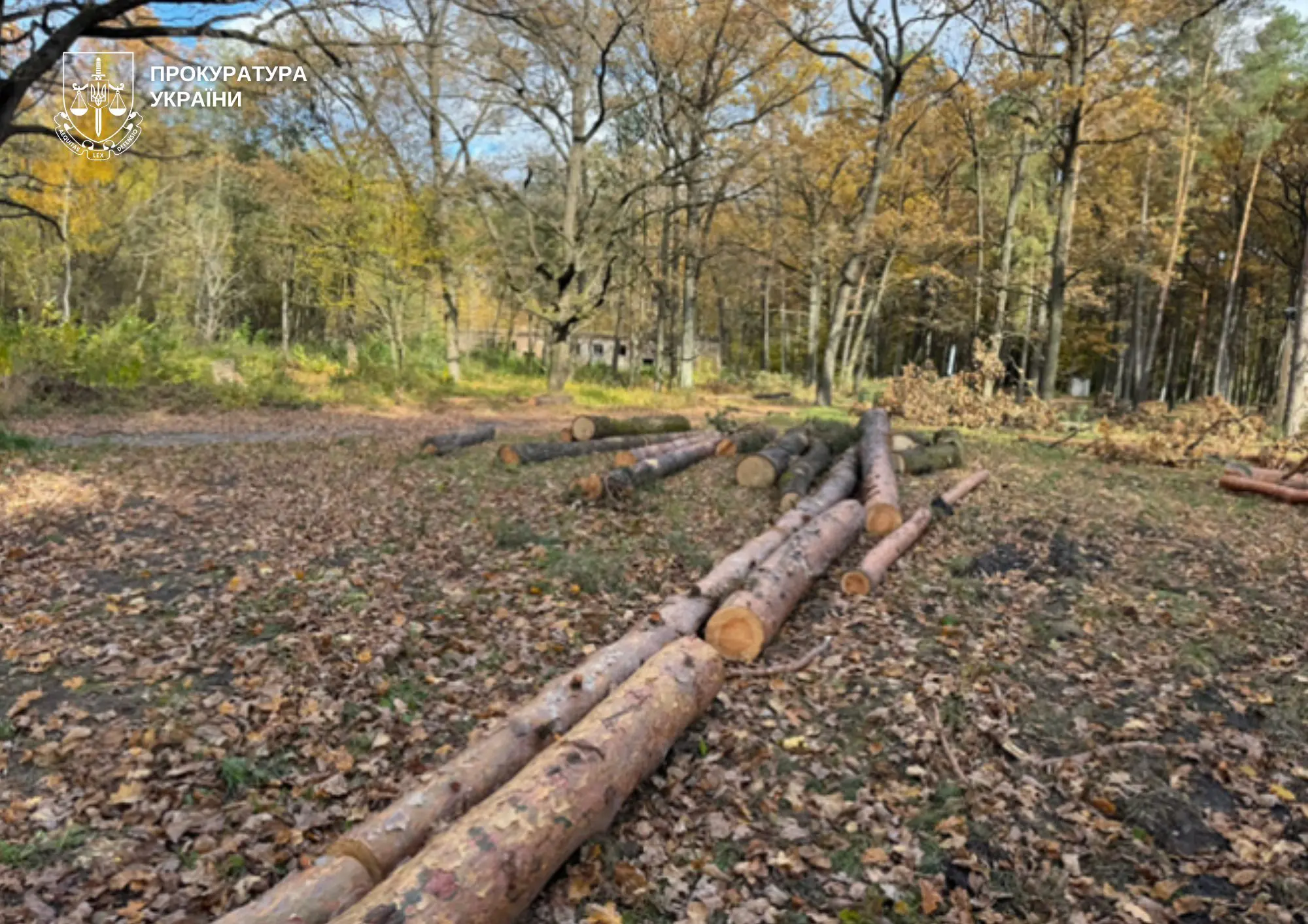 На Волині екслісничому повідомлено про підозру у незаконній рубці на 1,9 млн грн