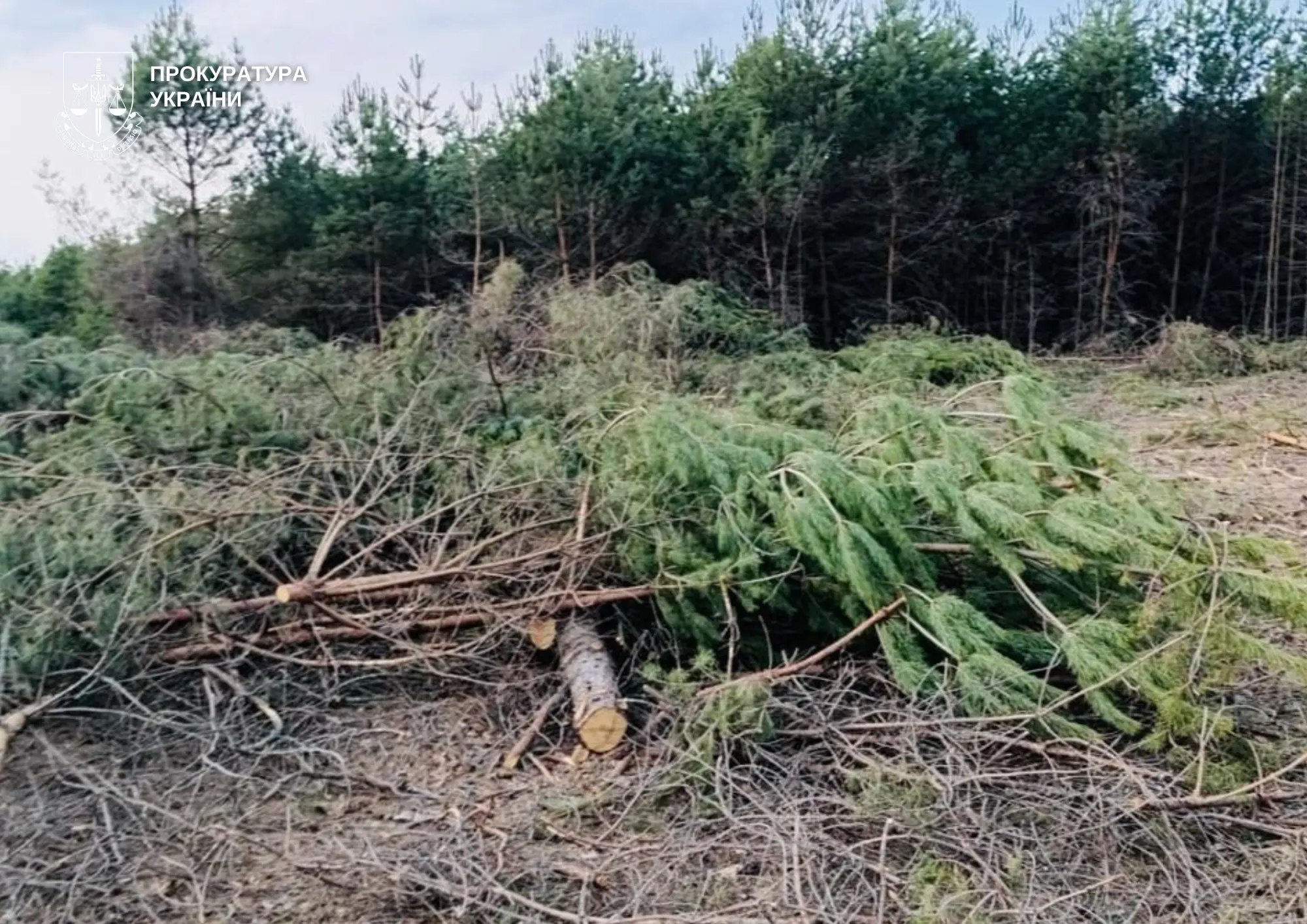 Сільській голові Ковельського району оголосили підозру за незаконну порубку лісу на 3 млн грн