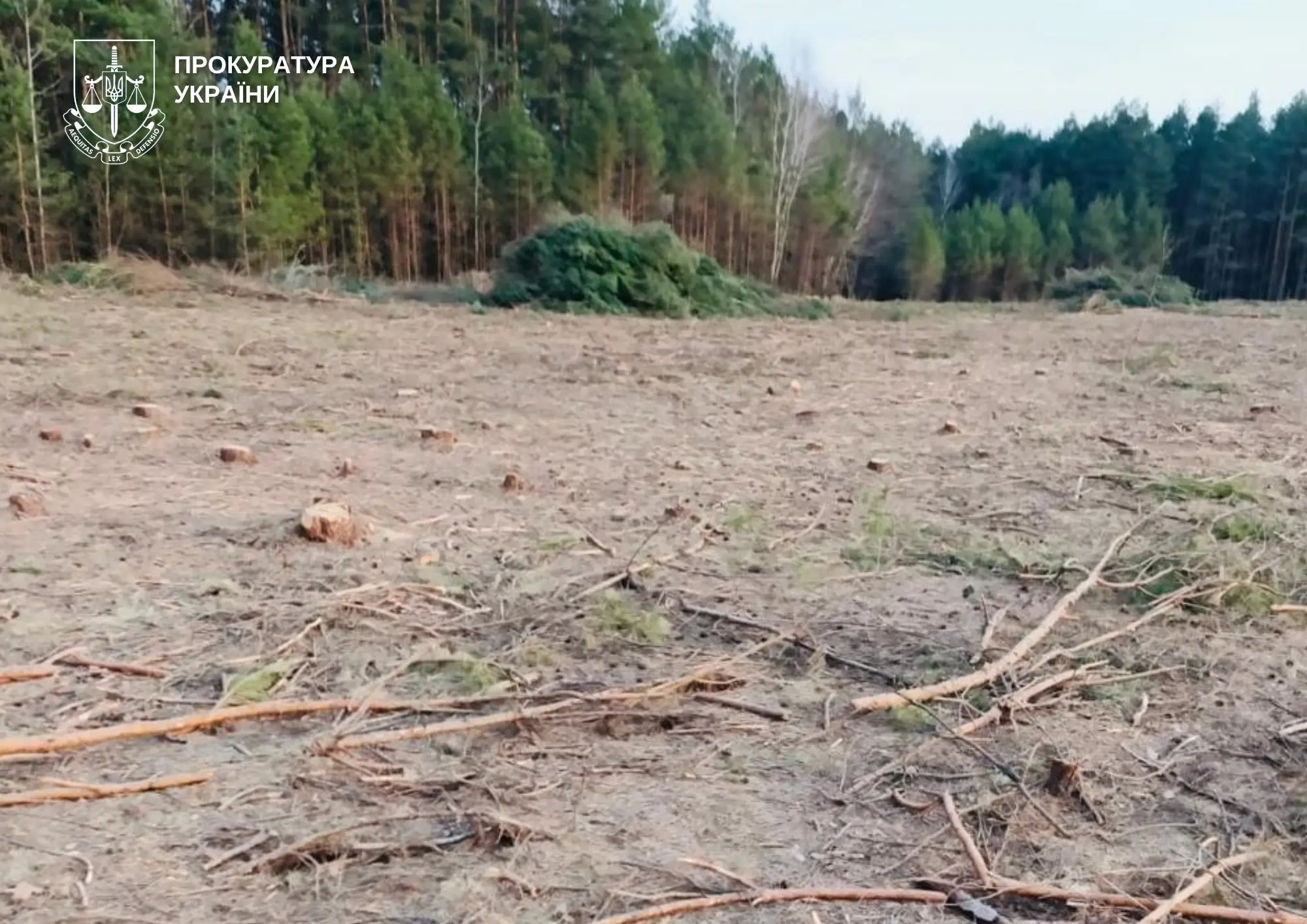 Сільській голові Ковельського району оголосили підозру за незаконну порубку лісу на 3 млн грн
