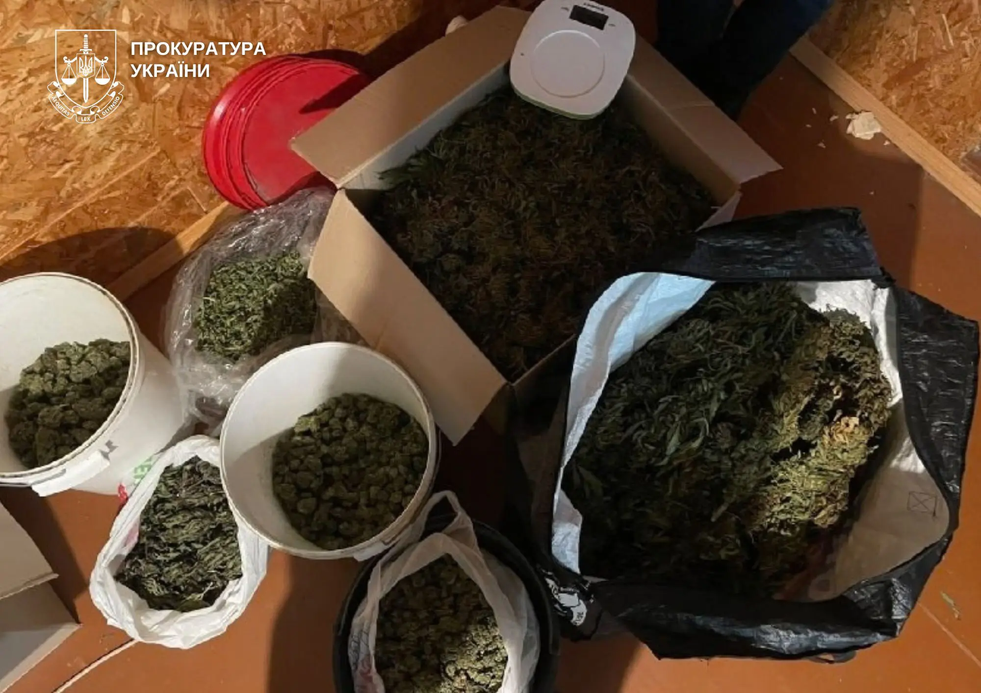 Лучан взяли під варту за збут канабісу: вилучено 25 кг наркосировини