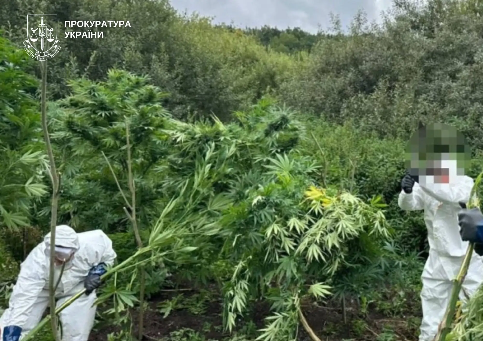 Лучан взяли під варту за збут канабісу: вилучено 25 кг наркосировини